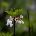 どうだんつつじ（満天星躑躅） Enkianthus perulatus_1 (3)