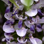 ふじ（藤）Wisteria floribunda_1 (4)