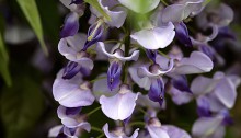 ふじ（藤）Wisteria floribunda_1 (4)