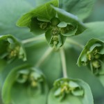 とうだいぐさ（燈台）Euphorbia helioscopia (2)