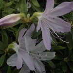 つつじ（躑躅）Rhododendron_1 (2)