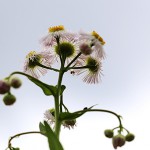 802.はるじおん（春紫苑）Erigeron philadelphicus_1 (8)