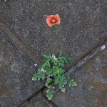 ながみひなげし（長実雛芥子）Papaver dubium