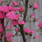 つつじ（躑躅）Rhododendron_1 (12)