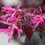 ときわまんさく（常磐満作）Loropetalum chinense_0 (4)