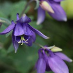 おだまき（苧環）Aquilegia(3)