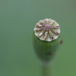 ながみひなげし（長実雛芥子）Papaver dubium (1)