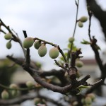 うめ（梅）Prunus mume_0 (1)