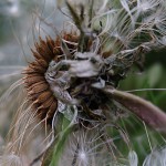 せいようたんぽぽ（西洋蒲公英）Taraxacum officinale_02