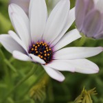 オステオスペリマムOsteospermum_1 (4)