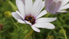 オステオスペリマムOsteospermum_1 (4)