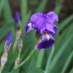 ジャーマンアイリス Iris germanica