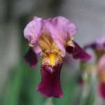 ジャーマンアイリス Iris germanica