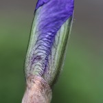 ジャーマンアイリス Iris germanica
