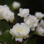 もっこうバラ（木香茨、木香薔薇）Rosa banksiae_1 (3)