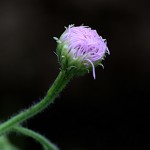 はるじおん（春紫苑）Erigeron philadelphicus_1 (1)