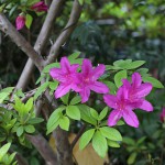 つつじ（躑躅）Rhododendron_1 (6)