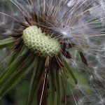 せいようたんぽぽ（西洋蒲公英）Taraxacum officinale_04