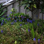 ムスカリ Muscari_1 (3)