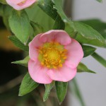 いちご（苺）Fragaria × ananassa_1 (4)