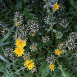 せいようたんぽぽ（西洋蒲公英）Taraxacum officinale_18