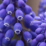 ムスカリ Muscari_1 (4)