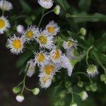 802.はるじおん（春紫苑）Erigeron philadelphicus_1 (7)