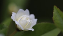 もっこうバラ（木香茨、木香薔薇）Rosa banksiae_1 (4)