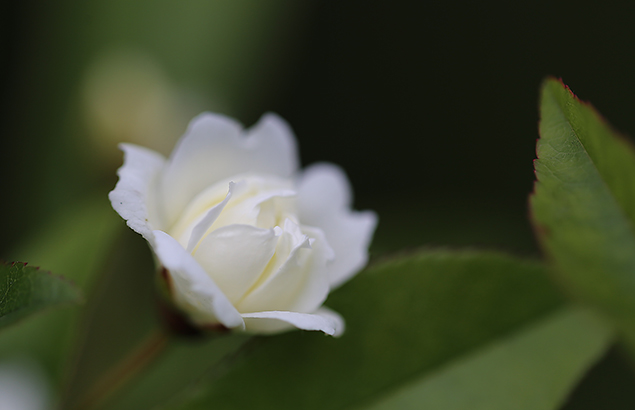 もっこうバラ（木香茨、木香薔薇）Rosa banksiae_1 (4)