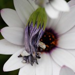 オステオスペリマムOsteospermum_1 (2)