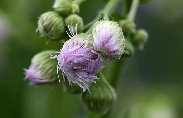 はるじおん（春紫苑）Erigeron philadelphicus_1 (6)