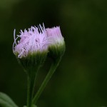 はるじおん（春紫苑）Erigeron philadelphicus_1 (4)