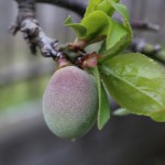 うめ（梅）Prunus mume_0 (5)