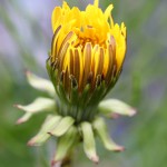 せいようたんぽぽ（西洋蒲公英）Taraxacum officinale_15