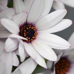 オステオスペリマムOsteospermum_1 (5)