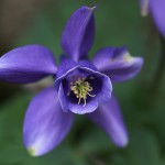 おだまき（苧環）Aquilegia (1)