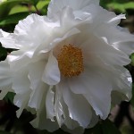 ぼたん（牡丹）Paeonia suffruticosa_1