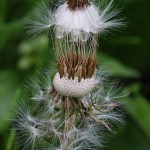 せいようたんぽぽ（西洋蒲公英）Taraxacum officinale_07