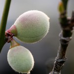 うめ（梅）Prunus mume_0
