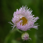 はるじおん（春紫苑）Erigeron philadelphicus_1 (5)