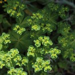 とうだいぐさ（燈台）Euphorbia helioscopia (4)