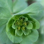 とうだいぐさ（燈台）Euphorbia helioscopia (3)