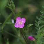 あかばなゆうげしょう（赤花夕化粧）Oenothera rosea_1 (3)