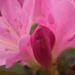 つつじ（躑躅）Rhododendron_1 (3)