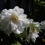 ぼたん（牡丹）Paeonia suffruticosa_1 (7)