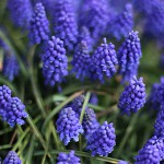 ムスカリ Muscari_1