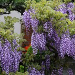 ふじ（藤）Wisteria floribunda_1 (3)