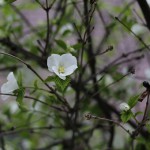 783.しろやまぶき（白山吹）Rhodotypos scandens_0 (3)