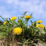 せいようたんぽぽ（西洋蒲公英）Taraxacum officinale_11