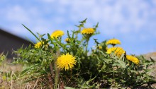 せいようたんぽぽ（西洋蒲公英）Taraxacum officinale_11